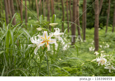 初夏の森に咲く白い山百合 116396959