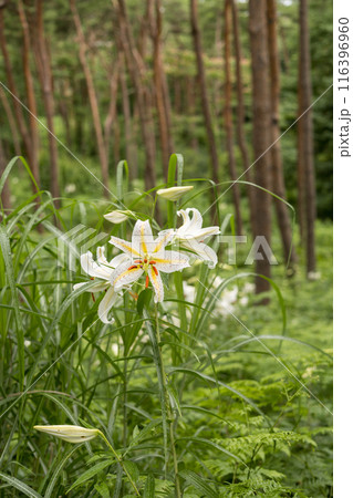 初夏の森に咲く白い山百合 初夏の森に咲く白い山百合 116396960