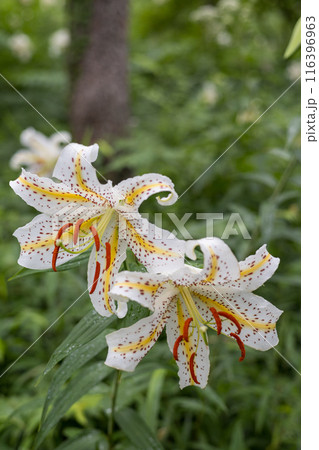 初夏の森に咲く白い山百合 116396963