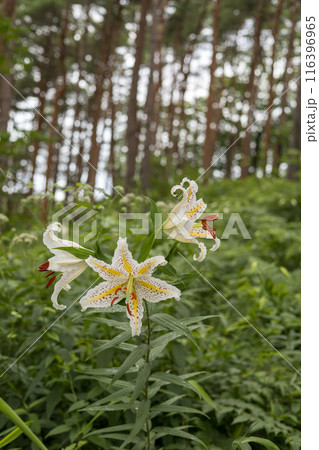初夏の森に咲く白い山百合 116396965