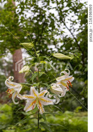 初夏の森に咲く白い山百合 116396969