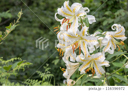 初夏の森に咲く白い山百合 116396972