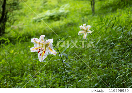 初夏の森に咲く白い山百合 116396980