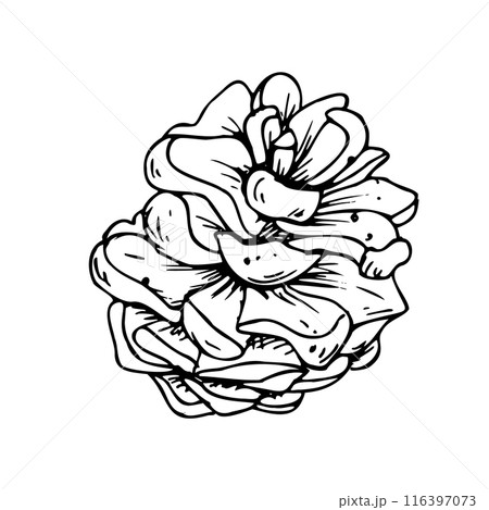 Pine cone. Line art is a simple hand-drawn illustration in black and white ink. Isolated vector EPS object. 116397073