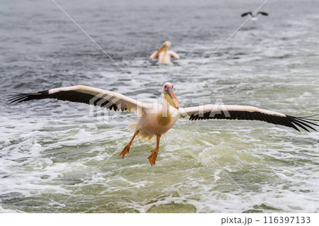 Pelican landing in water 116397133