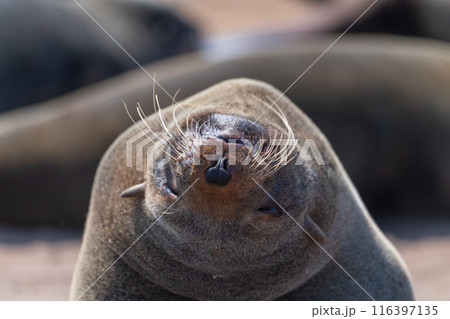 Close-up of a seal at cape cross 116397135