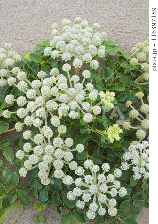 春の鳥取砂丘と砂丘植物 鳥取県 鳥取砂丘 ハマボウフウ 116397189