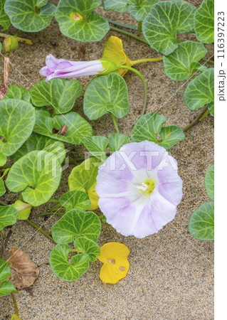 春の鳥取砂丘と砂丘植物 鳥取県 鳥取砂丘 ハマヒルガオ 春の鳥取砂丘と砂丘植物 鳥取県 鳥取砂丘 ハマヒルガオ 116397223