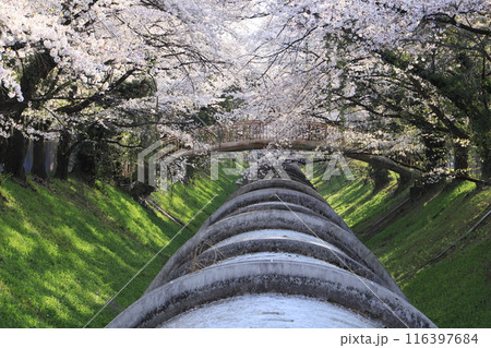 佐久発電所（桜と水圧鉄管） 116397684