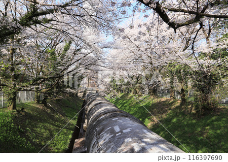 佐久発電所（桜と水圧鉄管） 116397690