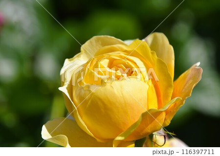 初夏に咲くバラの花　ジュリエットグレコ　　 116397711