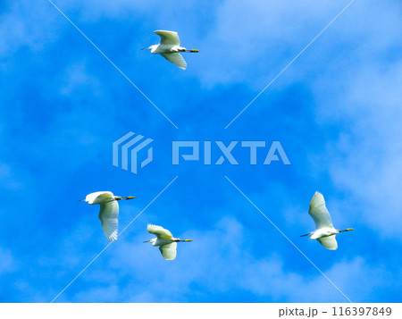 飛翔する4羽のコサギ 116397849