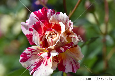 初夏に咲くバラの花 モーリスユトリロ 初夏に咲くバラの花 モーリスユトリロ 116397915