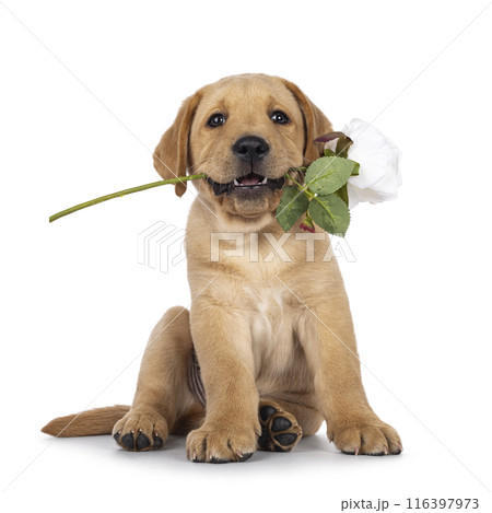 Labrador puppy on white background Labrador puppy on white background 116397973