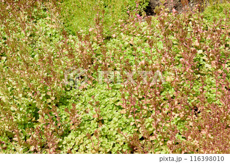 Sedum is a type of decorative moss, a genus of succulent plants of the Crassulaceae family. 116398010
