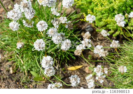 White blooming buds of Armeria flowers against a background of green grass. 116398013
