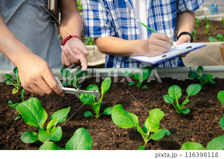 Farmers use vernier calipers to measure vegetables to track their growth in plant nursery farm. Smart agriculture technology concept. Farmers use vernier calipers to measure vegetables to track their growth in plant nursery farm. Smart agriculture technology concept. 116398118