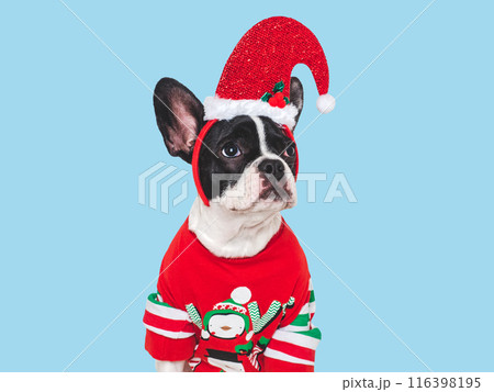 Lovable puppy and knitted sweater with Christmas patterns Lovable puppy and knitted sweater with Christmas patterns 116398195