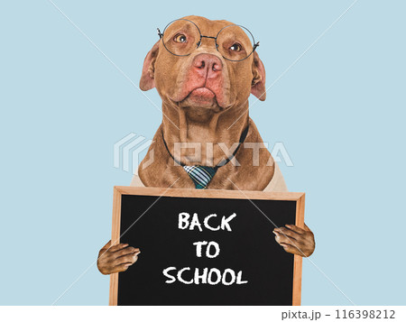 Back to school. Cute dog and black board 116398212