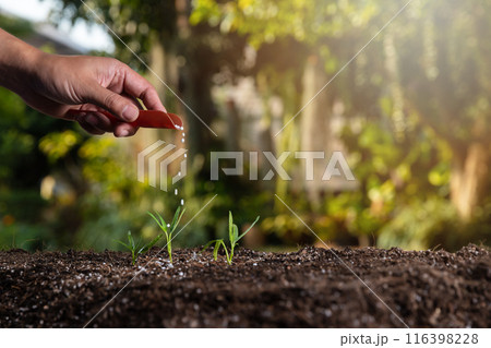 Farmer holding shovel giving granulated fertilizer to young seedling sprout plants. Farmer holding shovel giving granulated fertilizer to young seedling sprout plants. 116398228