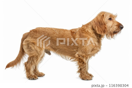A watchful Basset Fauve de Bretagne stands with a dignified stance, its coat a radiant golden, against a clean white setting. This posture exemplifies the breed's vigilance and steadfast character. 116398304