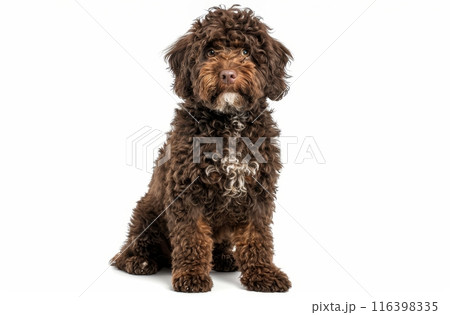 A playful Barbet puppy poses, its curly brown coat and bright eyes full of mischief against a white background. 116398335
