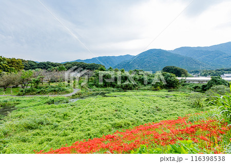 岐阜県　津屋川の彼岸花 116398538