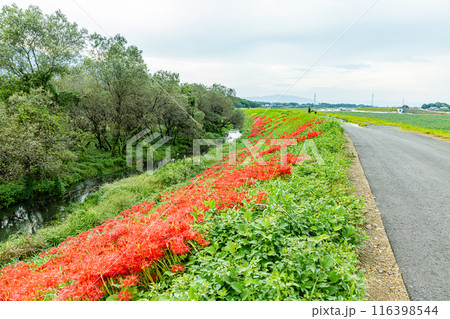 岐阜県　津屋川の彼岸花 116398544