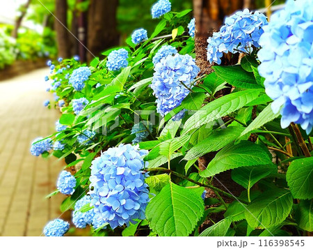 アジサイの咲く道 116398545