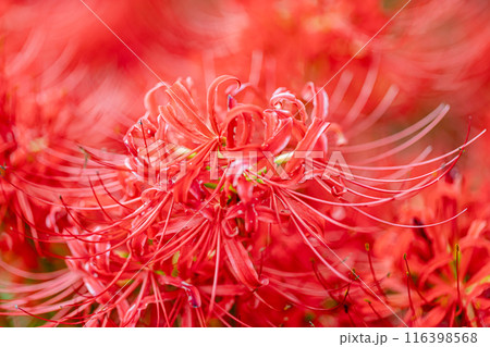 岐阜県　津屋川の彼岸花 116398568