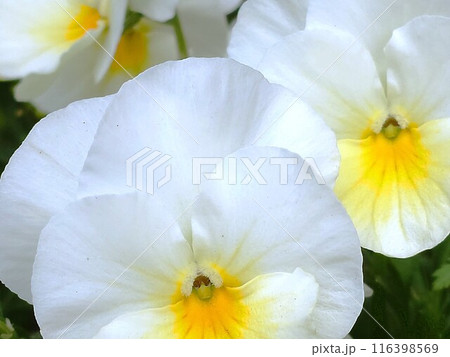 白い花のクローズアップ 116398569