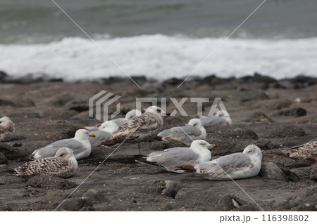 gull (Larus argentatus) gull (Larus argentatus) 116398802