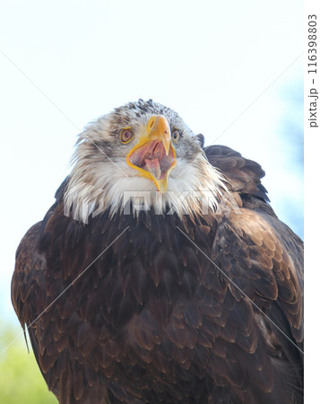 Bald Eagle (Haliaeetus leucocephalus) Bald Eagle (Haliaeetus leucocephalus) 116398803