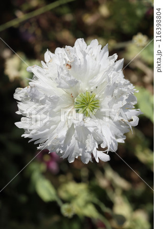 Poppy (Papaver orientale) Poppy (Papaver orientale) 116398804