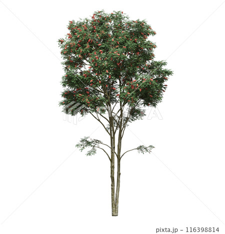 deciduous tree, isolate on a transparent background, 3d illustration 116398814