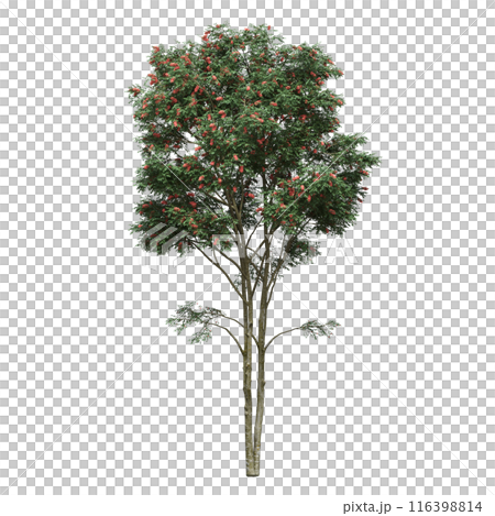 deciduous tree, isolate on a transparent background, 3d illustration 116398814