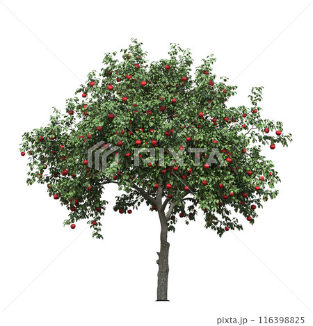 deciduous tree, isolate on a transparent background, 3d illustration deciduous tree, isolate on a transparent background, 3d illustration 116398825
