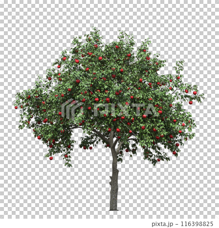 deciduous tree, isolate on a transparent background, 3d illustration deciduous tree, isolate on a transparent background, 3d illustration 116398825