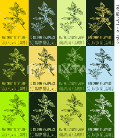 Set of vector drawing of BLACKBERRY NIGHTSHADE in various colors. Hand drawn illustration. Latin name SOLANUM NIGRUM L. 116399061