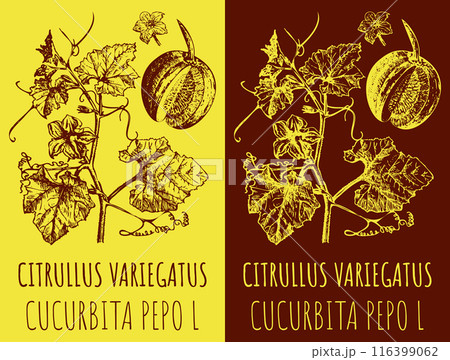 Vector drawings CITRULLUS VARIEGATUS . Hand drawn illustration. Latin name CUCURBITA PEPO L. 116399062