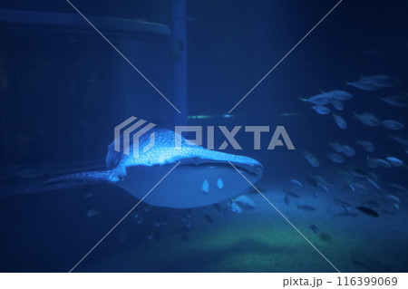 Whale shark swim in one of the largest aquarium in the world in Osaka, Japan 116399069