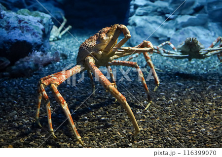 The japan spider king crab or alaska king crab at kaiyukan aquarium , Osaka ,Japan The japan spider king crab or alaska king crab at kaiyukan aquarium , Osaka ,Japan 116399070