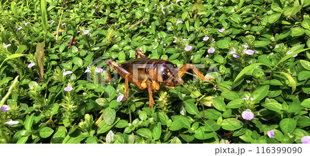 Close up house brown cricket insect or known as Acheta domestica in the green garden, perching on a blade of grass Close up house brown cricket insect or known as Acheta domestica in the green garden, perching on a blade of grass 116399090