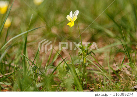 Beautiful spring flowering meadow of fresh flowers 116399274