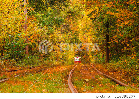 Autumn forest through which an old tram rides (Ukraine) 116399277
