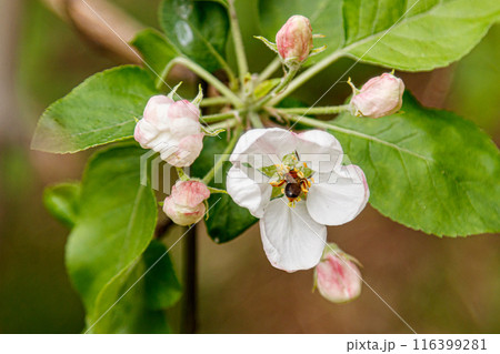 Beautiful spring flowering branches of trees with white flowers and insects macro Beautiful spring flowering branches of trees with white flowers and insects macro 116399281