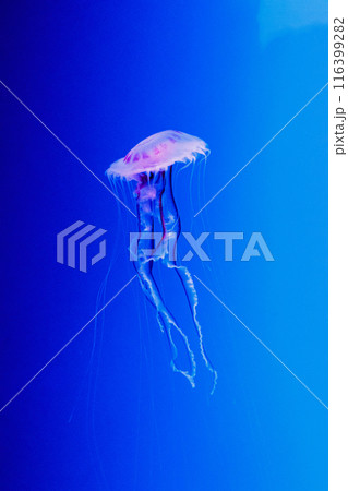 macro of a beautiful jellyfish chrysaora lactea macro of a beautiful jellyfish chrysaora lactea 116399282