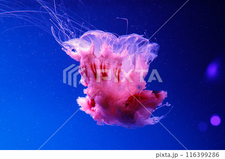 macro of a beautiful jellyfish cyanea capillata 116399286