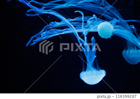 macro of a beautiful jellyfish chrysaora chinensis macro of a beautiful jellyfish chrysaora chinensis 116399287