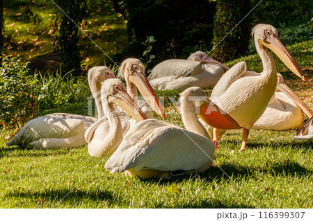 beautiful pelicans birds on grass 116399307